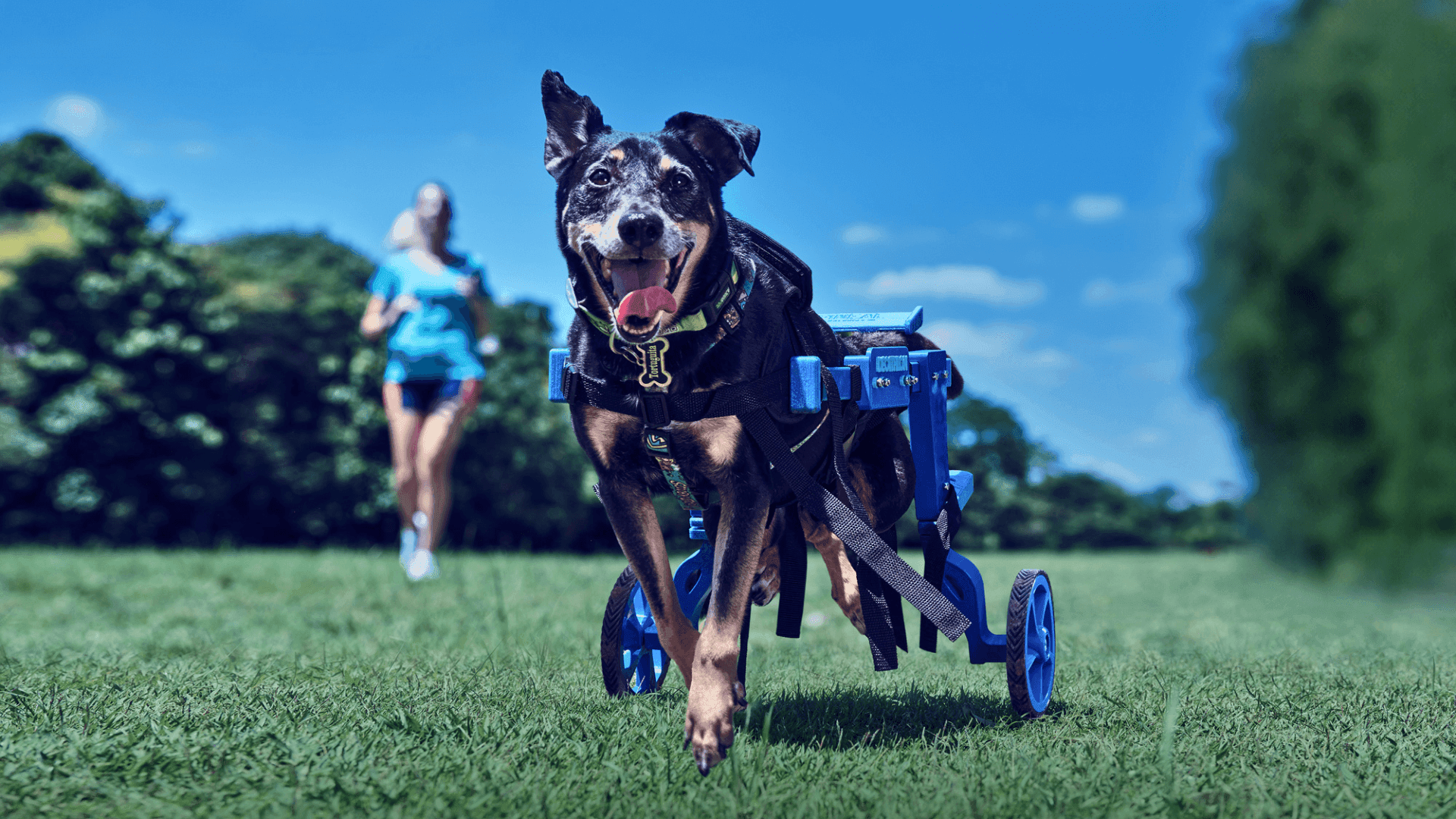 Decathlon lança pethletes, próteses para cães com deficiência se tornarem atletas