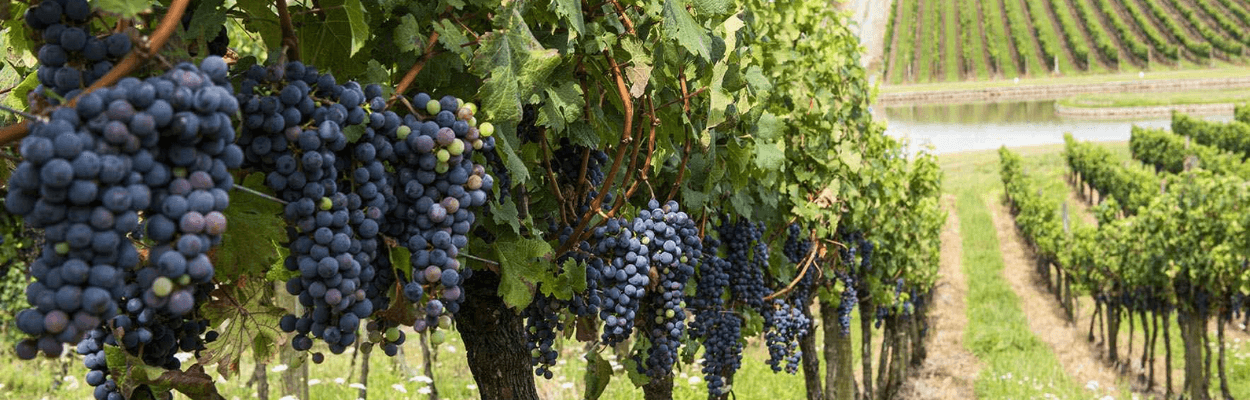Vinhos brasileiros: cultura trazida de Portugal