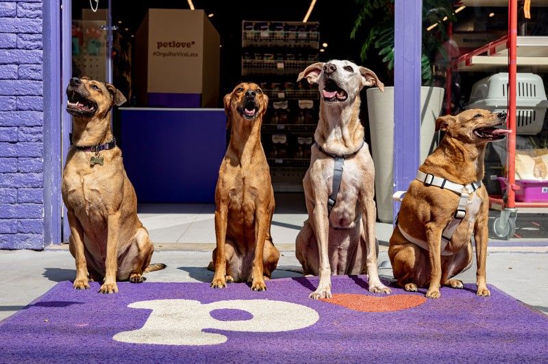 Petlove quer tornar vira-lata caramelo símbolo do Brasil