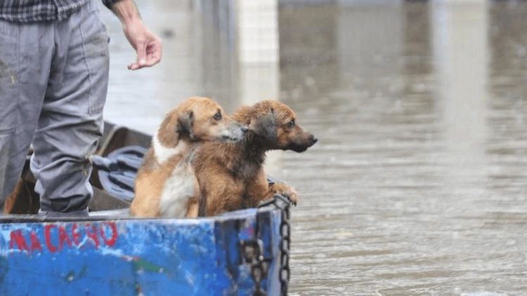 Heineken e Lagunitas se unem em campanha de doação para animais no Rio Grande do Sul