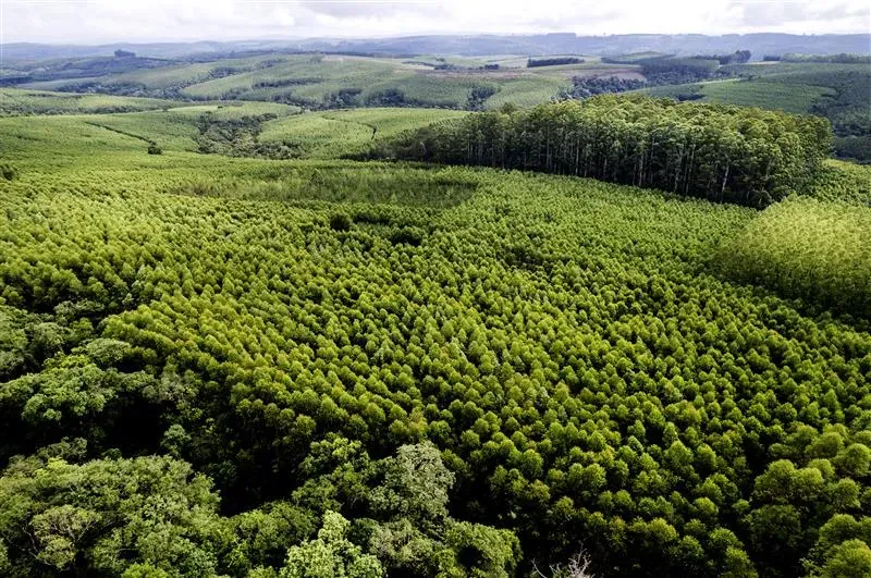 Klabin registra mais de 2.900 espécies em áreas florestais e amplia ações de conservação ambiental