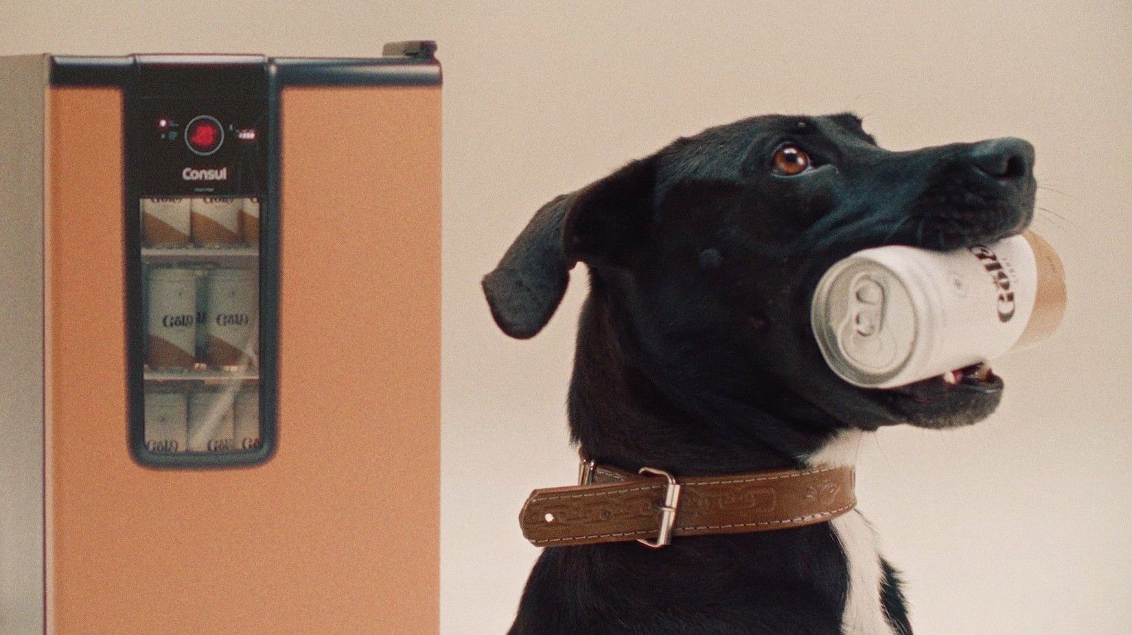 Para estimular adoção, Consul ensina cães idosos a buscarem cerveja