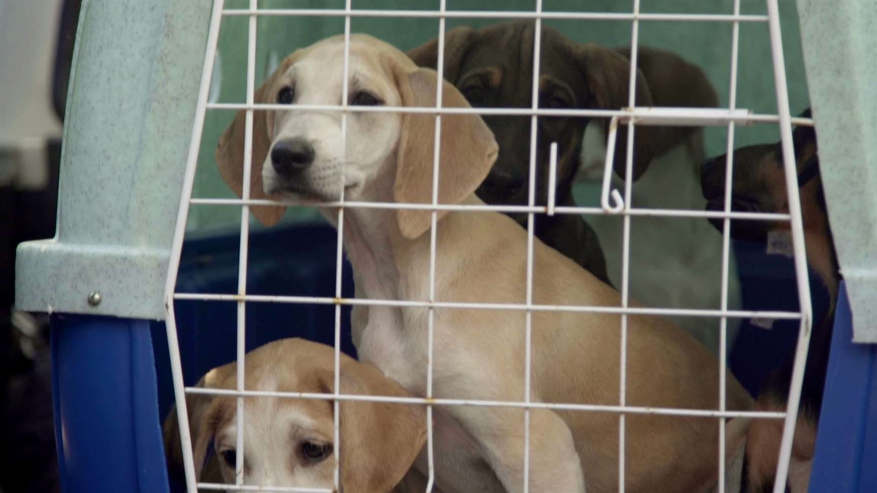 Reality Show sobre animais abandonados será lançado neste domingo