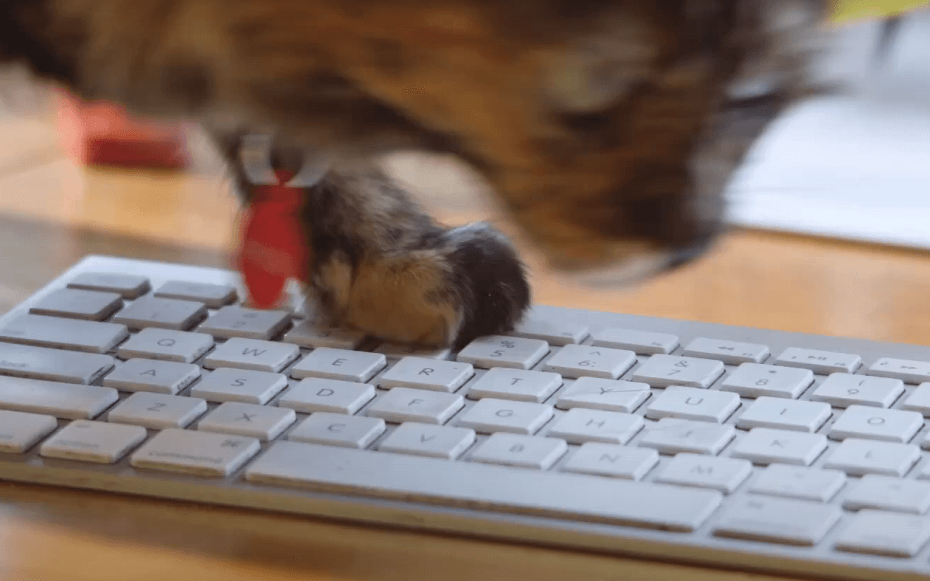 Friskies transforma tecladas aleatórias de gatos em descontos