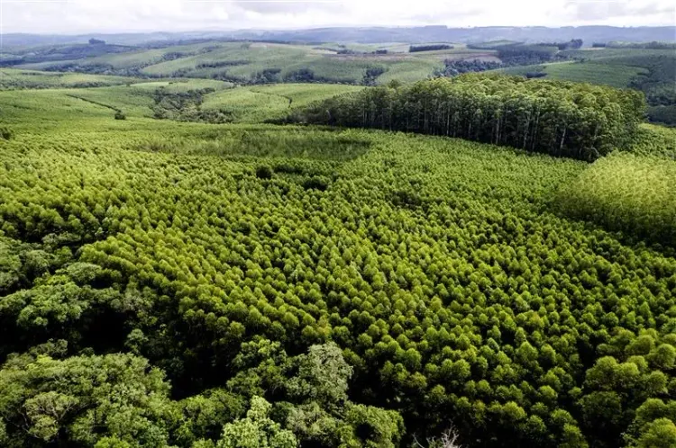 Klabin registra mais de 2.900 espécies em áreas florestais e amplia ações de conservação ambiental