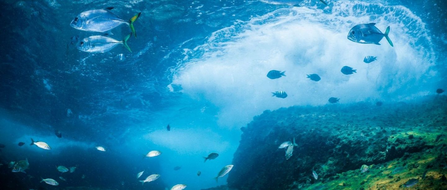 Fundação Grupo Boticário lança edital para produções sobre o oceano