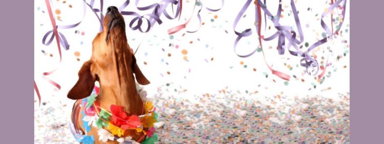 Petlove promove Desfile Pet, bloquinho pet friendly para tutores e cães