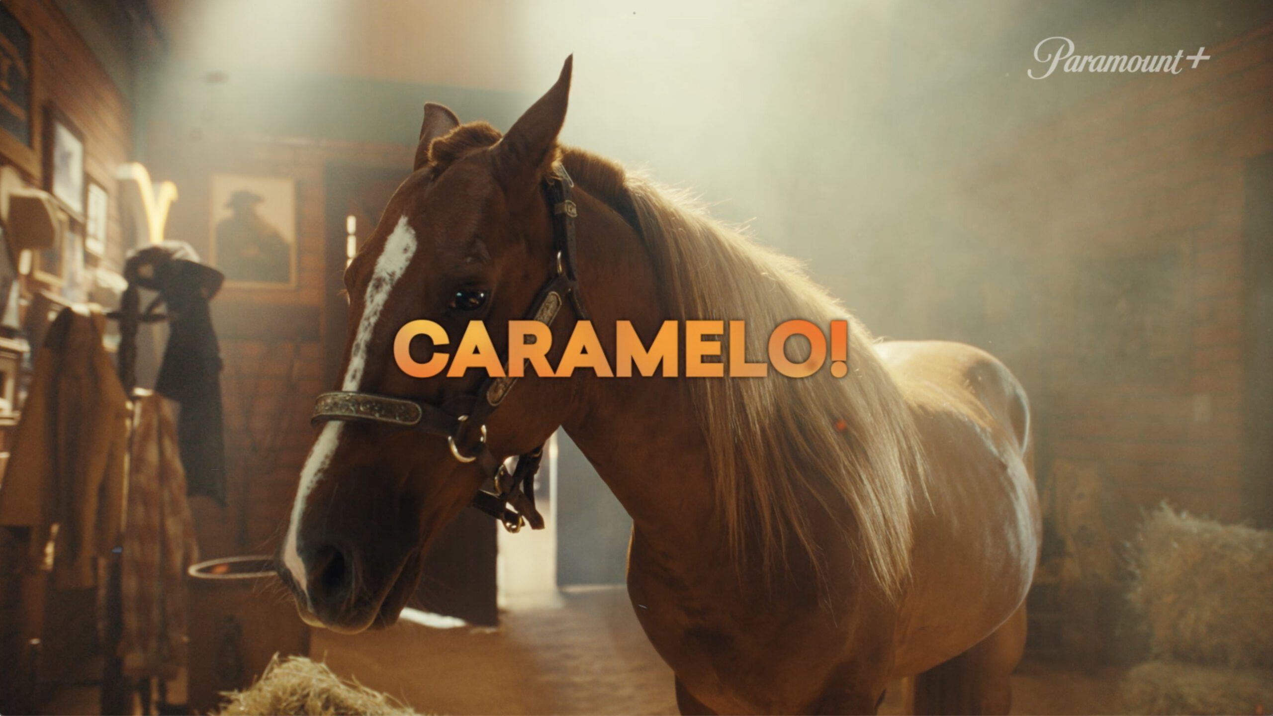 Paramount+ coroa cavalo resgatado no RS como o maior fã de Yellowstone