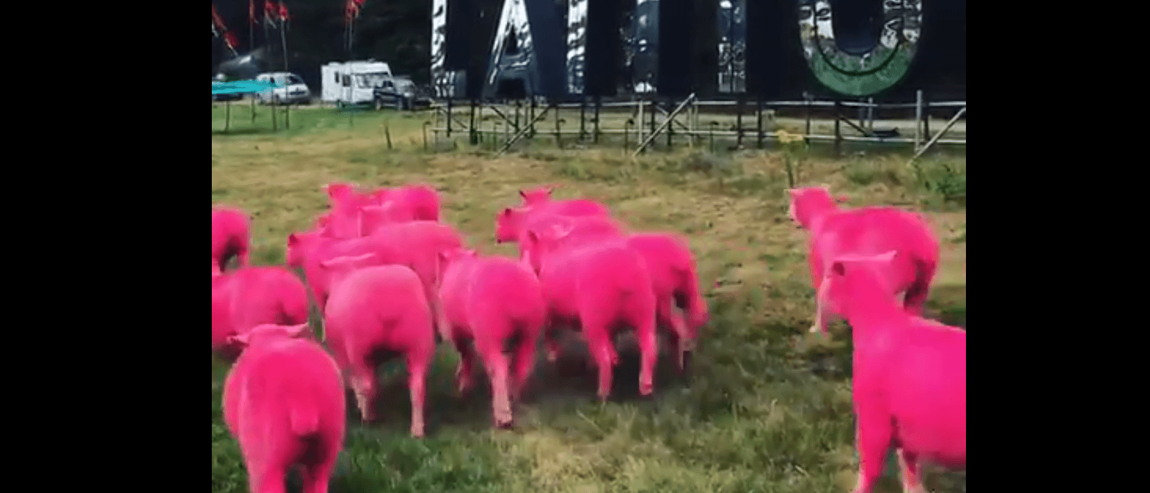 Festival de música é imensamente criticado por campanha com ovelhas tingidas de rosa