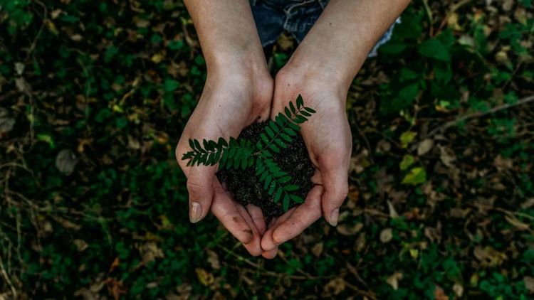 CHICOOH+ neutraliza emissões de carbono e incentiva práticas sustentáveis