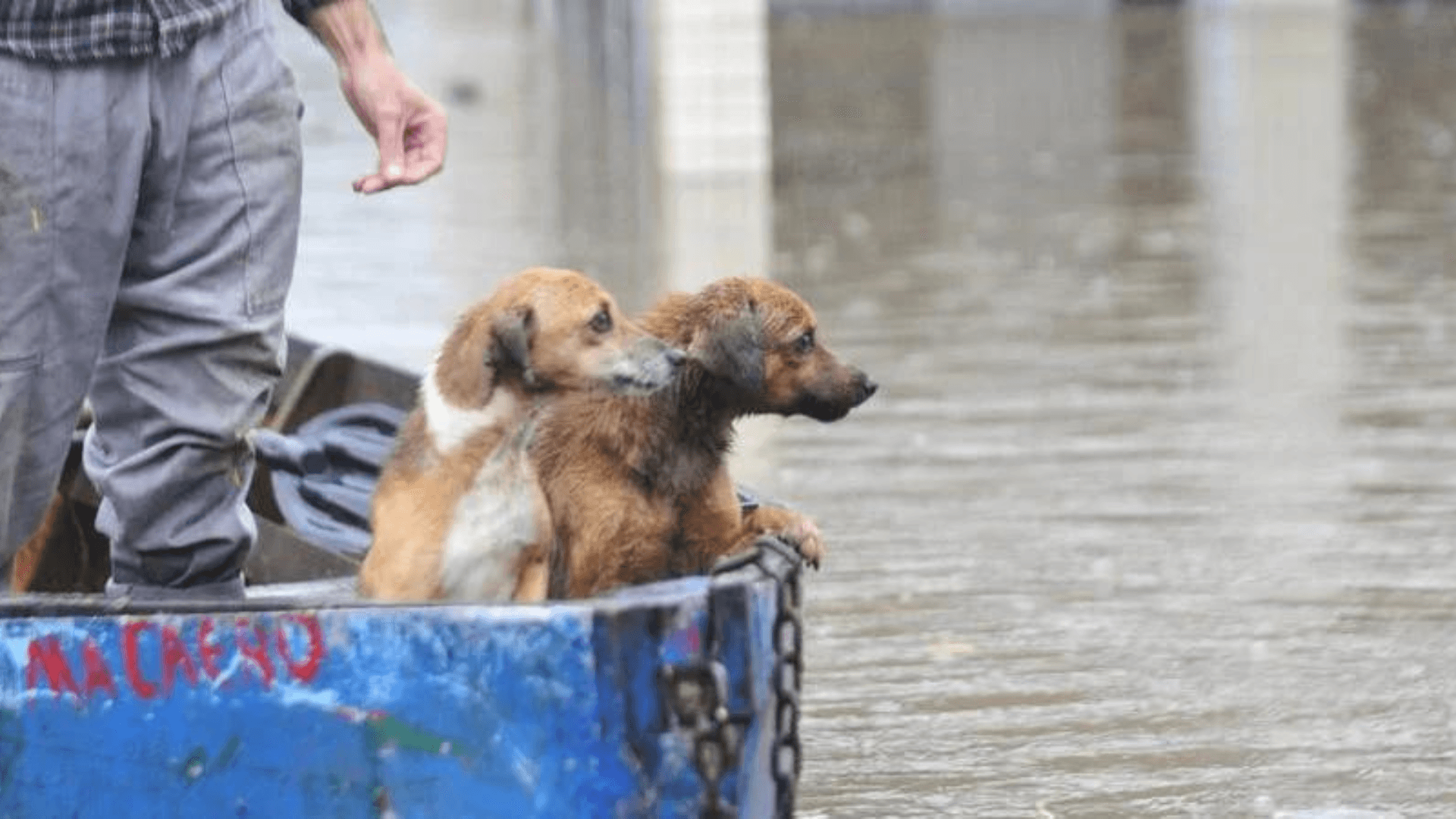 Heineken e Lagunitas se unem em campanha de doação para animais no Rio Grande do Sul