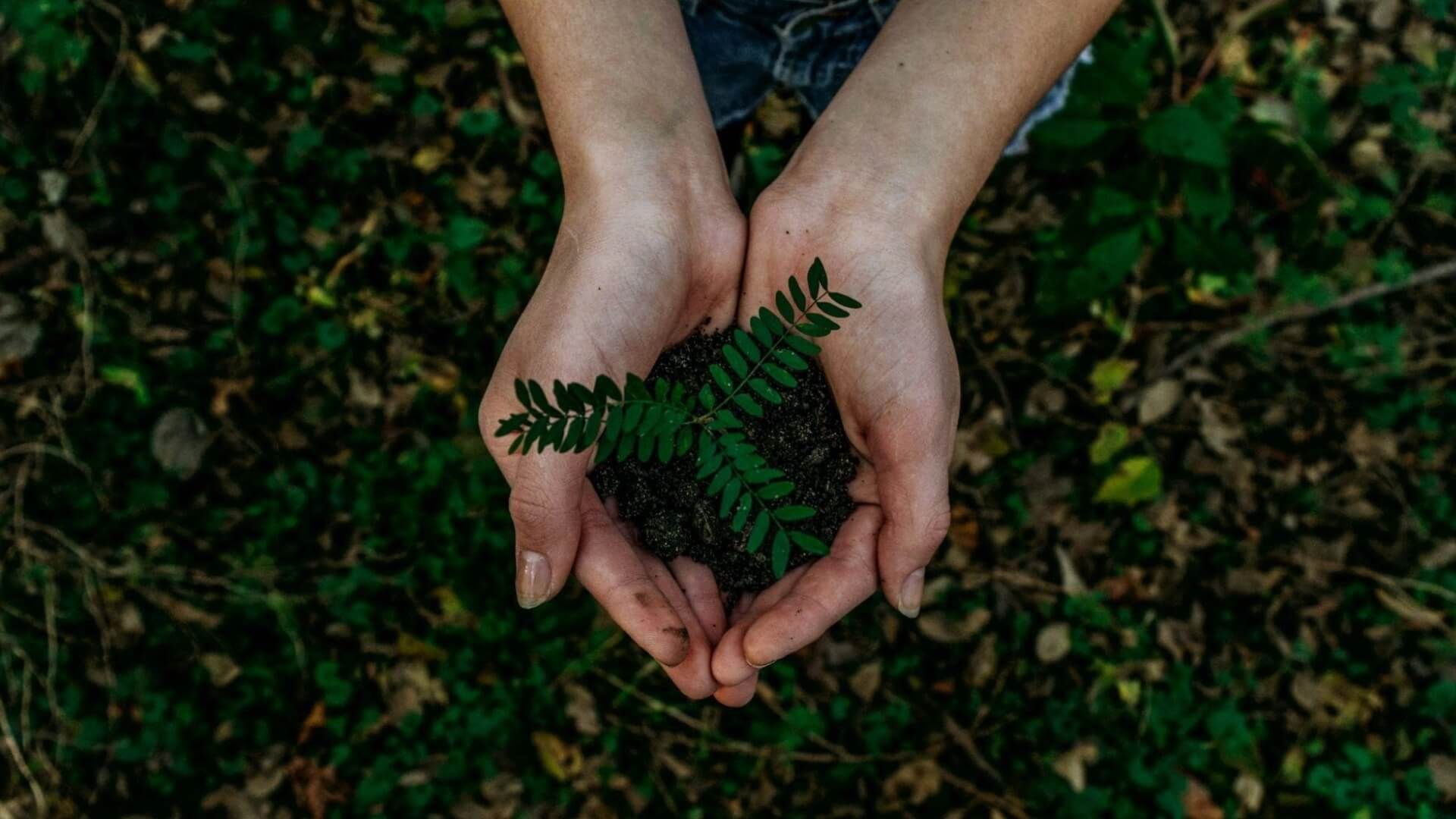 CHICOOH+ neutraliza emissões de carbono e incentiva práticas sustentáveis
